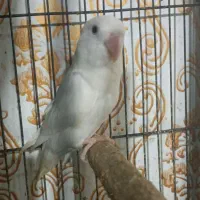 طوطی برزیلی آلبینو ماده|پرنده|اهواز, کوی رمضان|دیوار