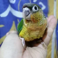 جوجه های سرلاکی گرینچیک در رنگهای مختلف ،راهب|پرنده|تهران, آشتیانی|دیوار