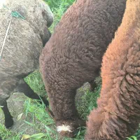 معاوضه با گوسفند