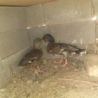 فروش یک جفت اردک کله سبز پروازی اصل