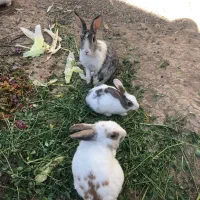 خرگوش های نر و ماده