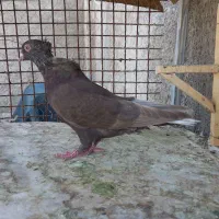 کبوتر جفتی و تکی|پرنده|مرودشت, نقش رستم|دیوار