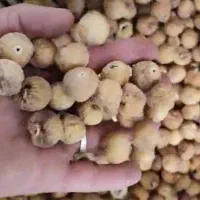 ۲۵ تن انجیر تازه و اعلای باغ شیراز/۵۰کیلو به بالا