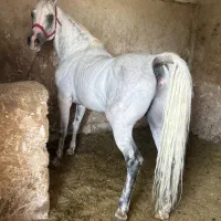 فروش تعدادی اسب از همه نژاد ها|اسب و تجهیزات اسب‌سواری|تهران, انبار نفت|دیوار