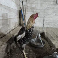 خروس لاری و مرغ وخروس گلین