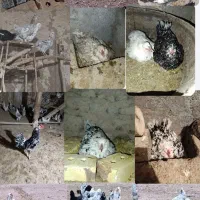 تخم مرغ گلین|حیوانات مزرعه|زنجان, |دیوار