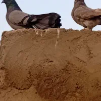 کبوتر|پرنده|نقده, |دیوار