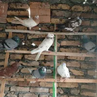 کفتر ها اس اس اس