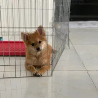 سگ پامر روباهی