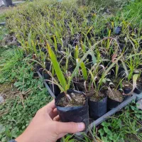 پالم واشنگتن|گل و گیاه طبیعی|رودسر, |دیوار