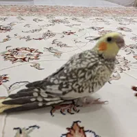 یک جفت عروس شش ماهه دستی