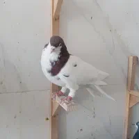 کفتر فروشی|پرنده|شیراز, حجت آباد|دیوار