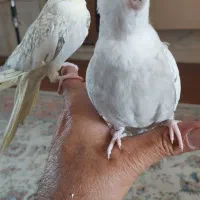 فروش عروس سخنگو..نر وماده اماده زات دار|پرنده|کاشمر, |دیوار