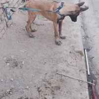 سگ مالینیوز 3ماهه