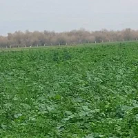 یونجه تازه چین اول علف داره.هم اکنون در حال برداشت