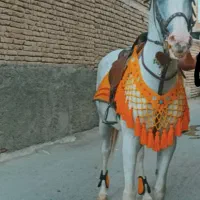 مادیان سواری معاوضه بابره