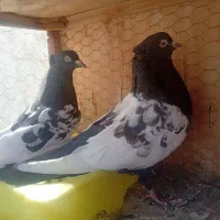 کفتر نروماده سینه سیاه و مشکی 40سانتی