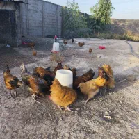 فروش تخم نطفه دار گلین اصل و جوجه های وروک آلمانی|حیوانات مزرعه|رباط‌کریم, شهرستانک|دیوار