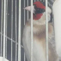 سهره جفتی قناری با ماده