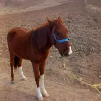 کره‌اسب‌نر