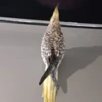 عروس هلندی نر