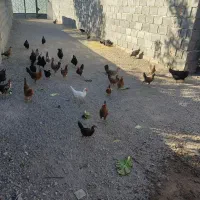 نیمچه گلین لری و تخم نطفه دار استرالوپ ویاندوت