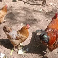 مرغ خروس باغی