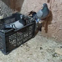 پلاکی مسافتی جفتی|پرنده|سبزوار, رضوان|دیوار