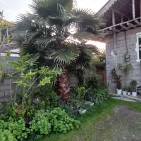 درخت نخل پالم