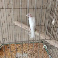 قناری ماده|پرنده|اردکان, |دیوار