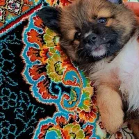 پامر پرتغالی نر/سالم و سرحال