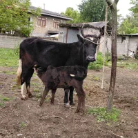 گاو وگوساله نر چالوسی ۴۰ روزه اث