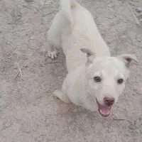 سگ پا کوتاه ۴ ماهه