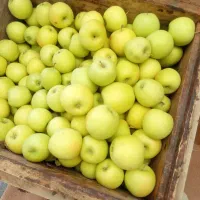 سیب برای فروش