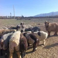 فروش گوسفند زنده
