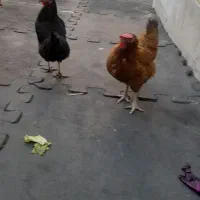 مرغ تخم گذار رسمی|حیوانات مزرعه|قم, بنیاد|دیوار