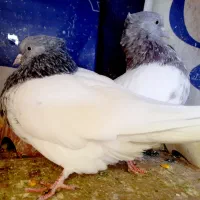 کبوتر کله سبز و هفترنگ نر و ماده و جوجه|پرنده|مشهد, شهرک ابوذر|دیوار