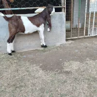 بزغالهاصلپاکستانی|حیوانات مزرعه|همدان, |دیوار