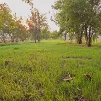 زمین باغی روستای نصرآبادبه متراژ ۱۳۵۶مترمربع|فروش دفتر صنعتی، کشاورزی، تجاری|گرگان, |دیوار