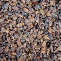 کشمش افتابی کاشمر .سبز. مویز. دودی