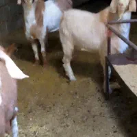 بزغاله نر دورگ‌ سانن