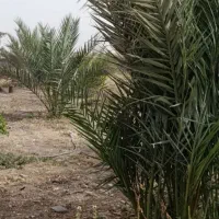 زمین-باغ-هزار-متری