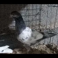 جفتی ۵۰۰|پرنده|بندرعباس, |دیوار