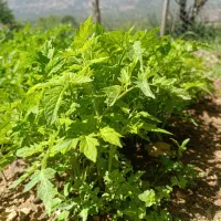 نشا گوجه|خدمات باغبانی و درختکاری|خرمآباد, |دیوار