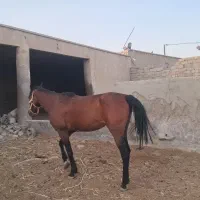 اسب نژاد کرد