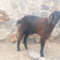 گتاچ نزات تفتان