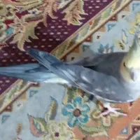 عروس هلندی گمشده