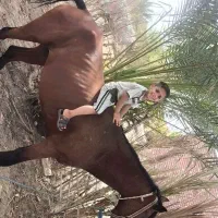 فروش یک اسب مادیون 2ساله خیلی تمیز نژاد عرب
