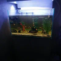 اکواریوم|ماهی|تهران, بیسیم|دیوار