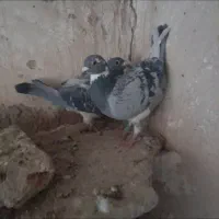 قره نرو ماده